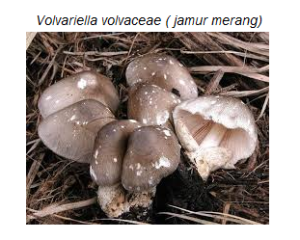Volvariella volvaceae